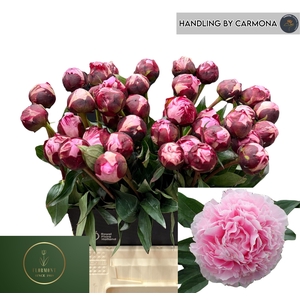 PAEO L SARA BERNHARD