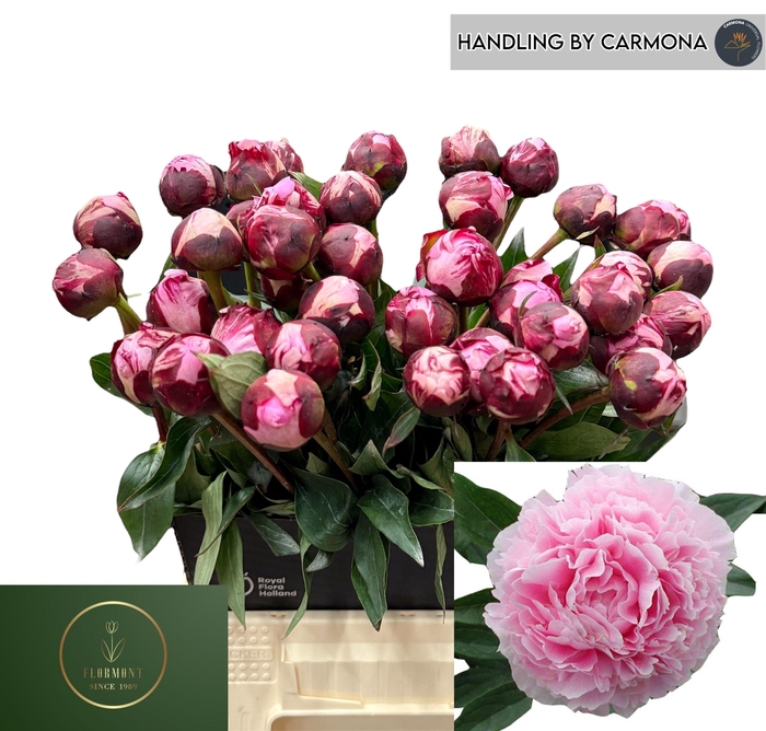 PAEO L SARA BERNHARD