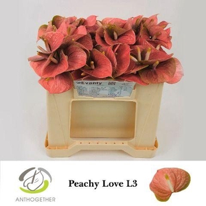 ANTH A PEACHY LOVE 60 L3