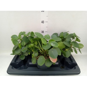 Pilea peperomioides
