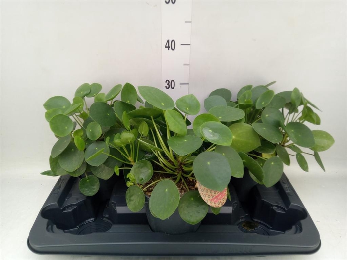 <h4>Pilea peperomioides</h4>