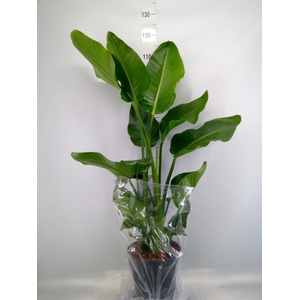 Strelitzia nicolai