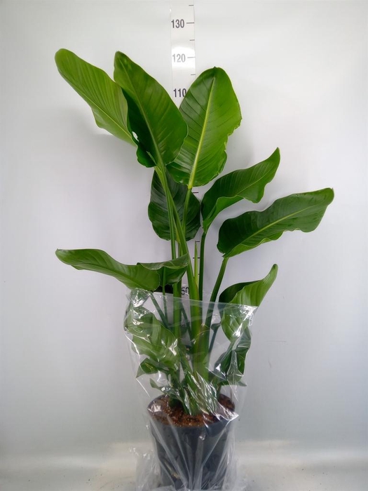 <h4>Strelitzia nicolai</h4>