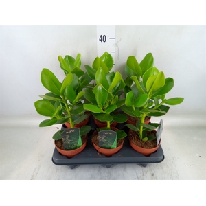 Clusia rosea 'Princess'