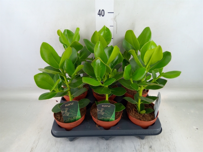 <h4>Clusia rosea 'Princess'</h4>