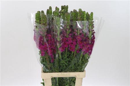 <h4>Antir Toulon Purple</h4>