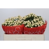 Hypericum Cool Romance