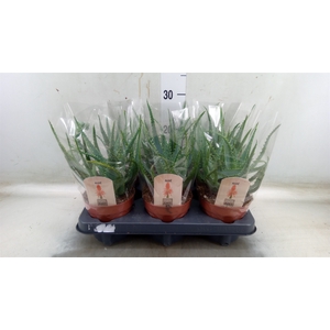 Aloe arborescens