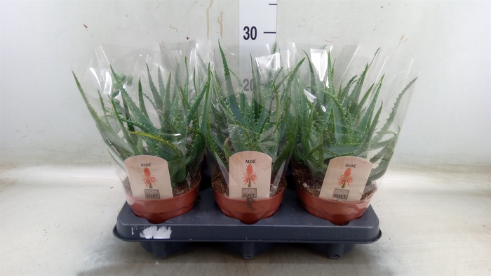 <h4>Aloe arborescens</h4>