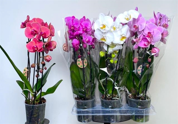 Phalaenopsis Elegans Cascade 12Ø 45cm 2st 16fl