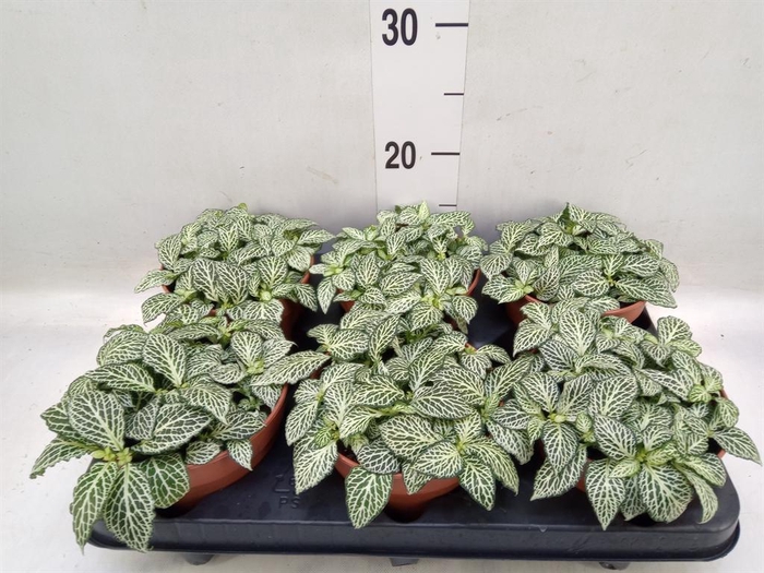 <h4>Fittonia   ...</h4>