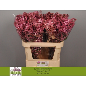 SYR HY MAIDENS BLUSH