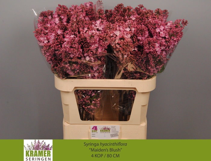 <h4>SYR HY MAIDENS BLUSH</h4>