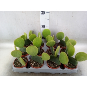 Opuntia microdasys
