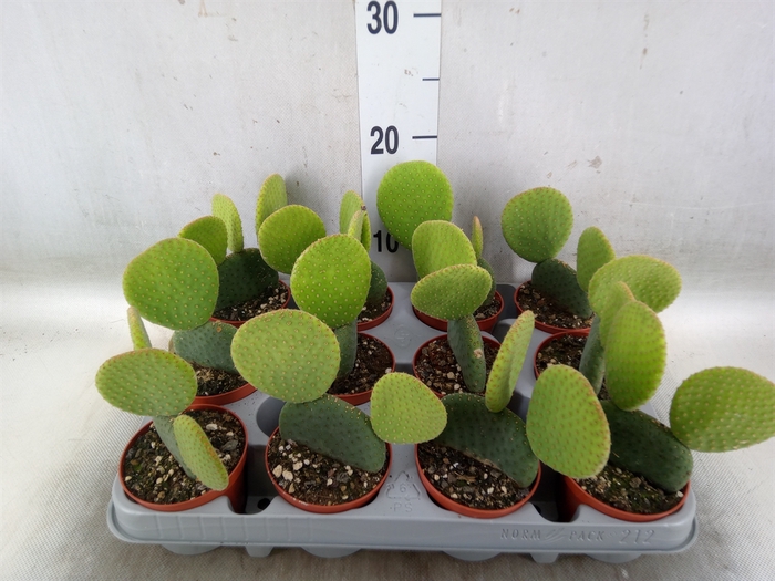 <h4>Opuntia microdasys</h4>