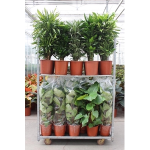 Mixkar Dracaena Fragrans & Homalomena rubescens Maggy