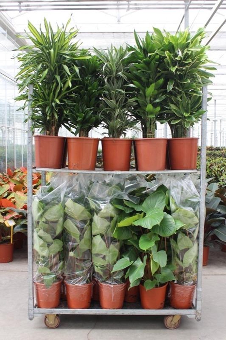 <h4>Mixkar Dracaena Fragrans & Homalomena rubescens Maggy</h4>