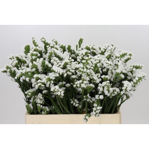 Limonium sinuatum Silvery Sun Birds