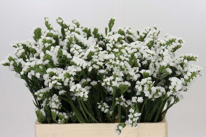 Limonium sinuatum Silvery Sun Birds