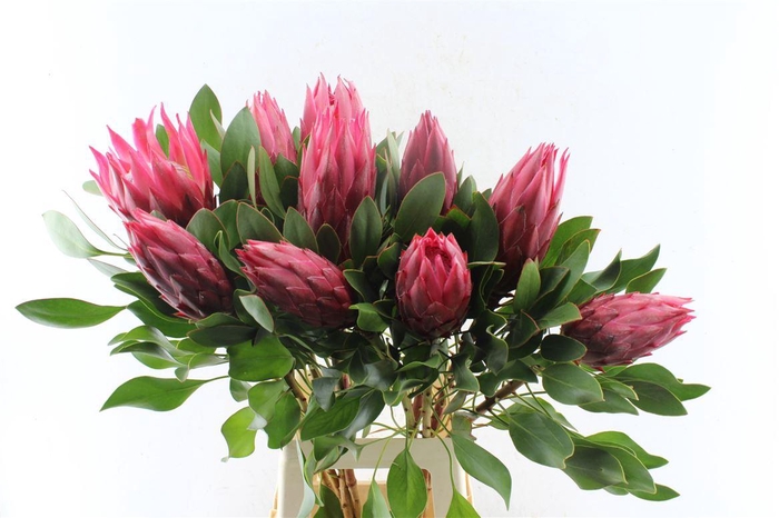 <h4>Protea Cy Madiba</h4>