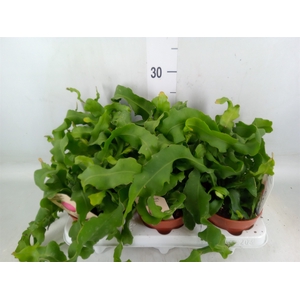 Epiphyllum guatem. var. monstrosa