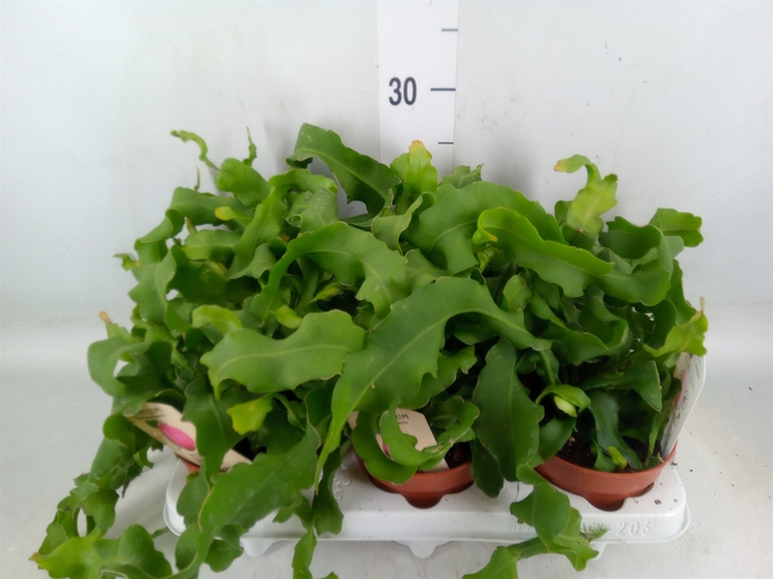 <h4>Epiphyllum guatem. var. monstrosa</h4>