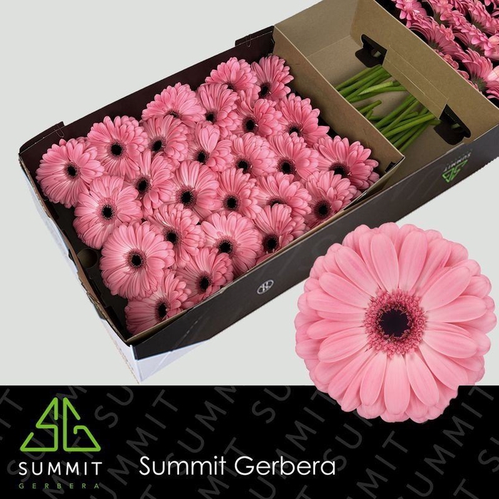 <h4>Gerbera Joyride</h4>