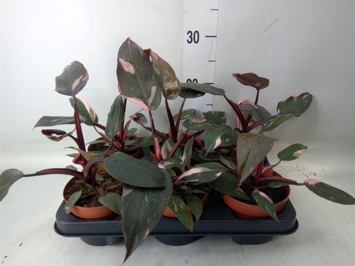 <h4>Philodendron   ...</h4>