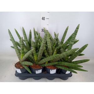 Sansevieria cyl.  ...