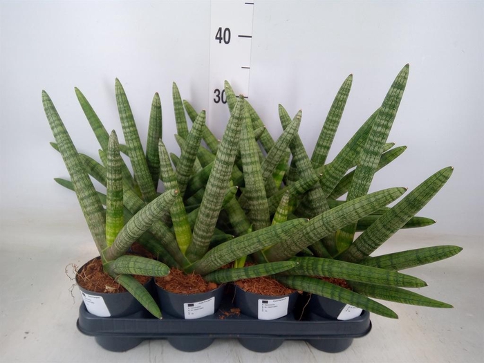 <h4>Sansevieria cyl.  ...</h4>