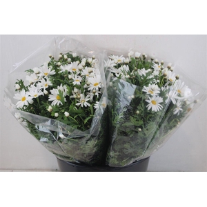 Margriet White Extra P Stem