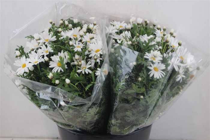 <h4>Margriet White Extra P Stem</h4>