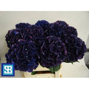 Hydrangea royal king