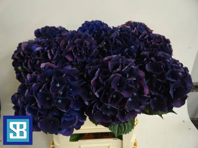 <h4>Hydrangea royal king</h4>