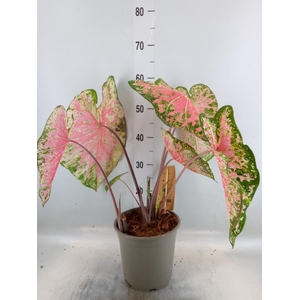 Caladium   ...
