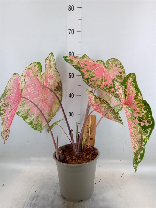 <h4>Caladium   ...</h4>