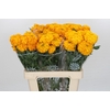 Tagetes Marigold Promise Light Orange