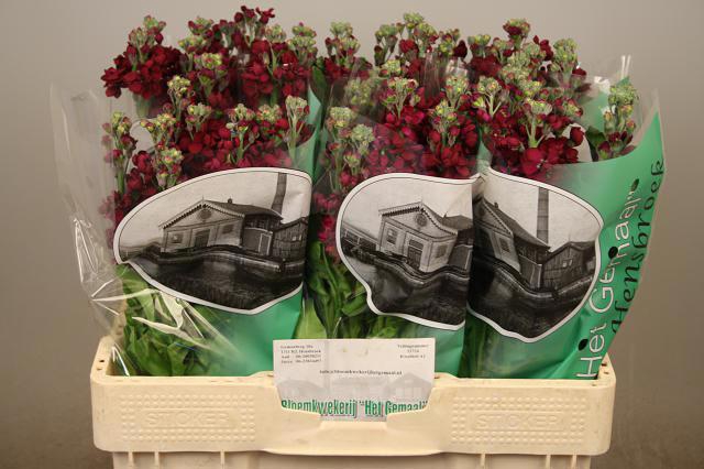 <h4>MATTH AIDA PURPLE</h4>