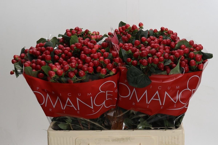 <h4>HYP TRUE ROMANCE</h4>