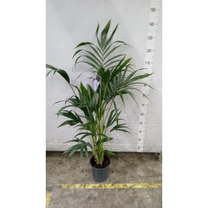 Howea forsteriana