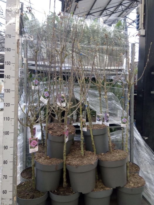 <h4>Hibiscus syriacus</h4>