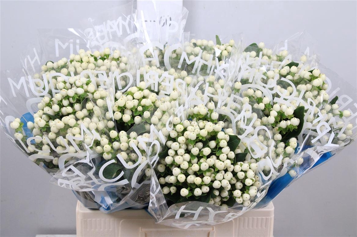 <h4>Hyp Coco Uno</h4>