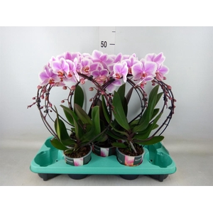 Phalaenopsis   ...