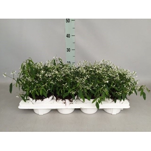 Euphorbia hyp. 'Diamond Frost'