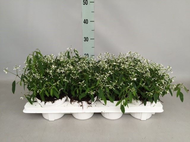 <h4>Euphorbia hyp. 'Diamond Frost'</h4>