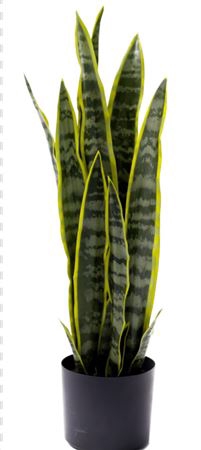 Silk Plant Sanseveria H68D16