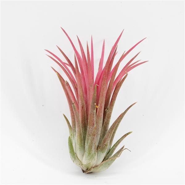 <h4>Tillandsia ionantha</h4>