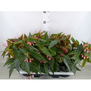Begonia BD 'Double Dot'