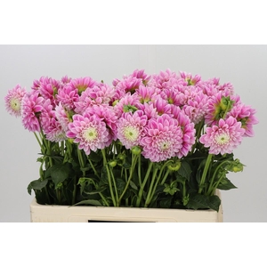 Dahlia Marshmallow Baby