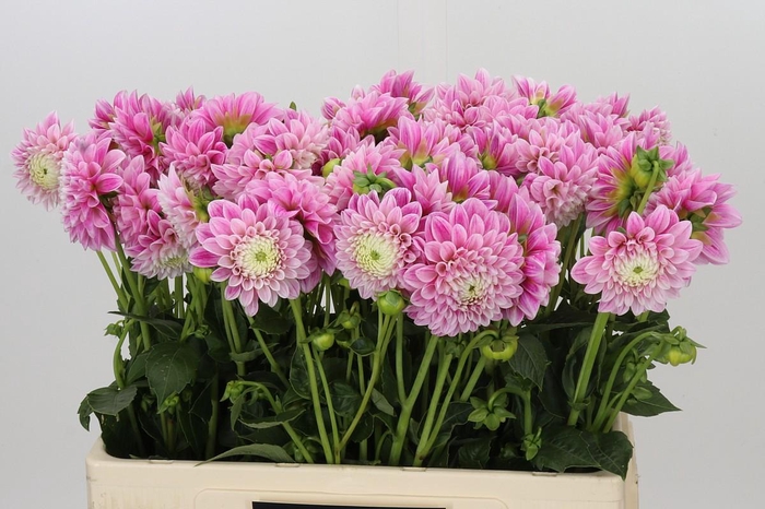 <h4>Dahlia Marshmallow Baby</h4>
